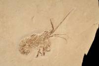 Crustacé fossile (non identifié)